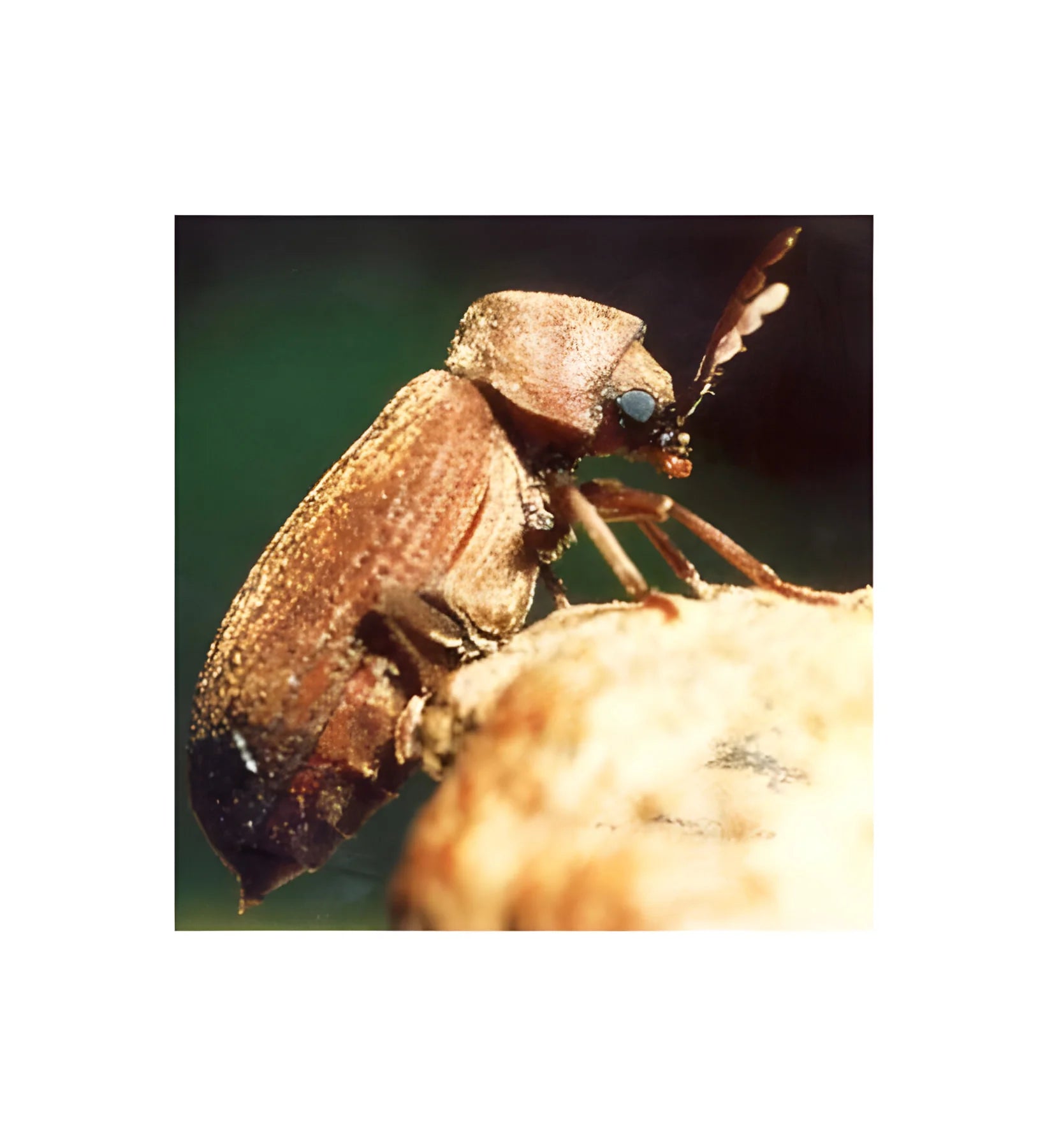 Lignum PRO I62.5 for Insecticidal Timber Care Wykamol Building Products, Fungicidal Wood Treatment, insecticidal