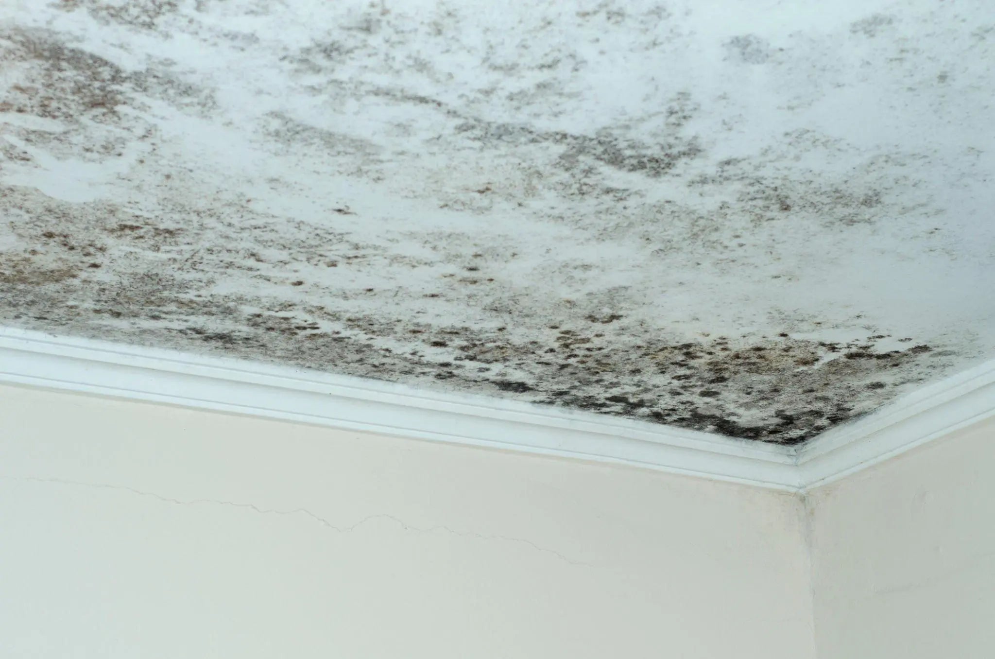 Anti Mould Paint