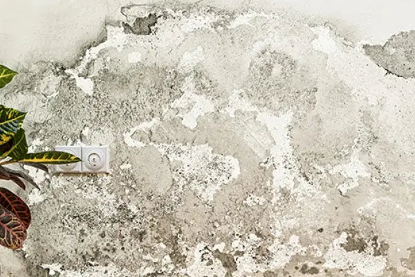Rising Damp