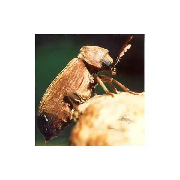 Brown mottled beetle with long antennae on Lignum PRO I62.5 Insecticidal Timber Treatment