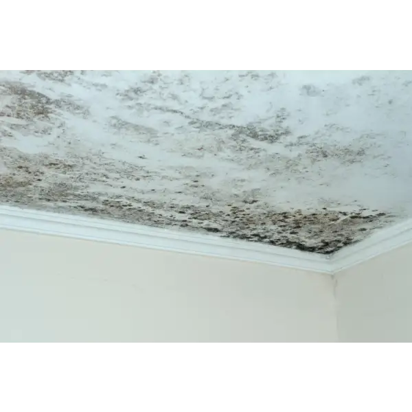 Mold-infested ceiling addressed by SIRAMIGUARD ANTI CONDENSATION solution